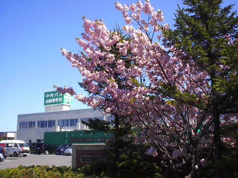 桜越しに校門から校舎をパチリ☆
