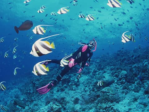 オプションの「ダイビング体験」で魚たちに会いに行こう!